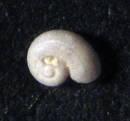 Skeneoides exilissima?